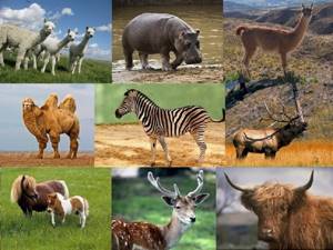 Общая характеристика и особенности внешнего строения млекопитающих, Биология