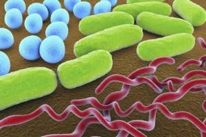 Бактерии - что это такое?