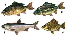 Значение рыб в природе и жизни человека, Биология