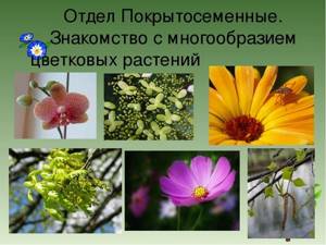 Отдел Покрытосеменные, или Цветковые растения, Биология