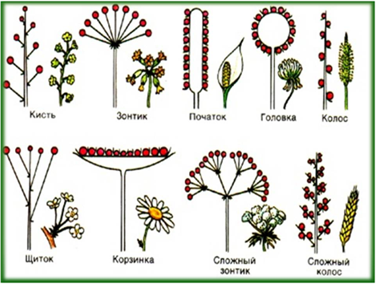 Многообразие цветков