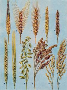 Важнейшие зерновые культуры из семейства злаков, Биология
