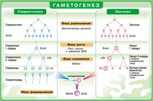 Гаметогенез и оплодотворение, Биология