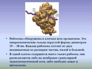 Цитоплазма и ее органоиды: эндоплазматическая сеть, митохондрии и пластиды, Биология