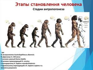 Особенности эволюции человека, Биология