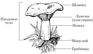 Шляпочные грибы, Биология