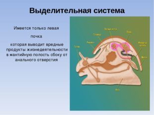 Класс Брюхоногие моллюски, или Улитки, Биология