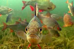 Местообитания и внешнее строение рыб, Биология