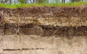 Что мы узнали о почве, Биология