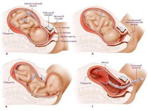 Рост и развитие ребенка после рождения, Биология