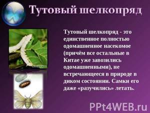 Одомашненные насекомые, Биология