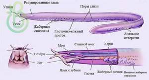 Нервная система и органы чувств рыб, Биология