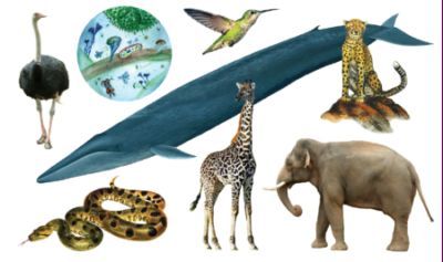 Значение и разнообразие животного мира, Биология