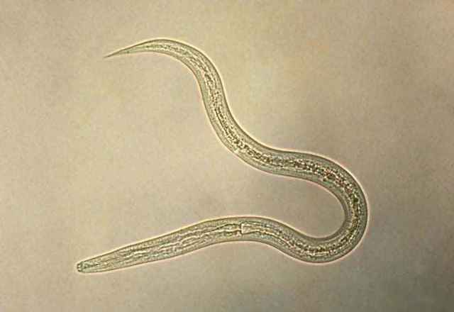 Тип Круглые черви, Биология