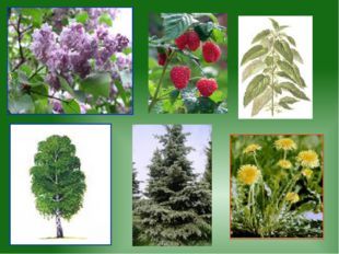 Условия жизни растений