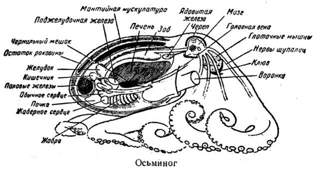 Класс Головоногие моллюски, Биология