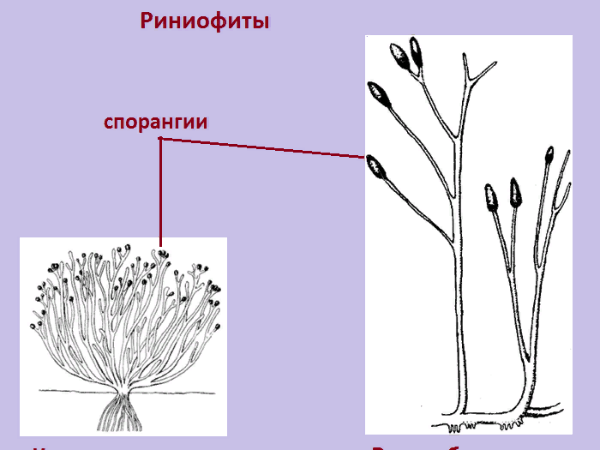 Семенные растения: общая характеристика, Биология