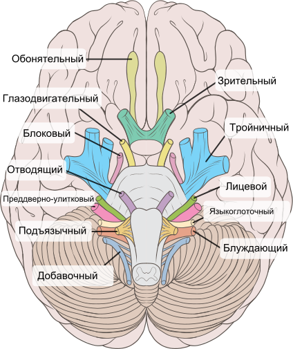 Головной мозг, Биология