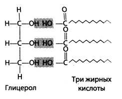 Роль и функции химических элементов. Содержание соединений в клетке