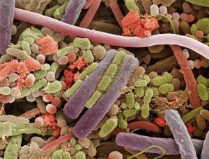 Роль бактерий в природе и жизни человека, Биология