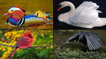 Общая характеристика и особенности внешнего строения птиц, Биология