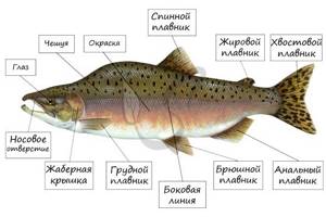 Основные систематические группы рыб, Биология