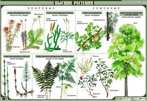 Мир растений, Биология