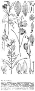 Семейство лилейных (около 1300 видов), Биология