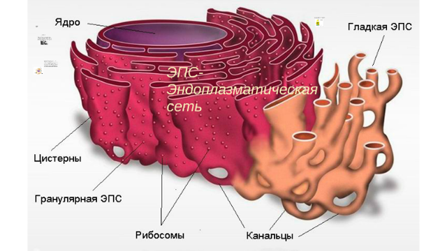 Эндоплазматическая сеть (ЭПС): строение и функции шероховатой (гранулярной) и гладкой (агранулярной)