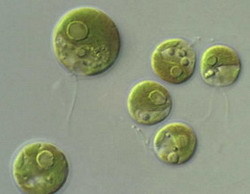 Многоклеточные зеленые водоросли, Биология