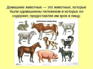 Домашние млекопитающие, Биология