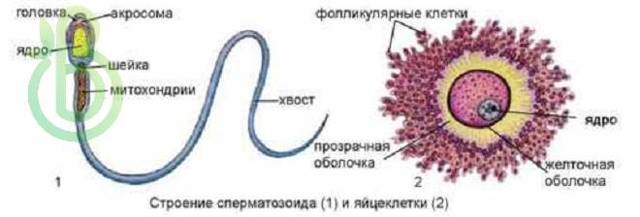 Гаметогенез. Строение половых клеток и оплодотворение