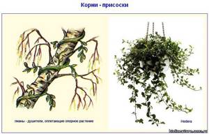 Видоизменения корней, Биология