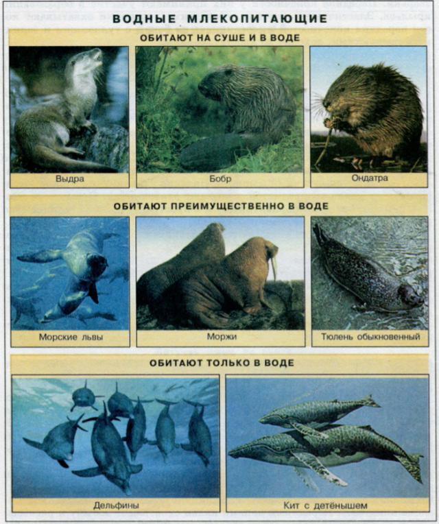 Экологические группы млекопитающих, Биология