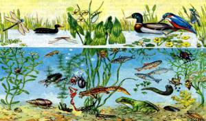 Совместная жизнь видов в биогеоценозах, Биология
