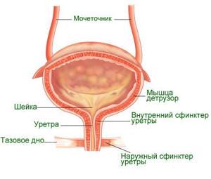 Мочевыделительная система, Биология