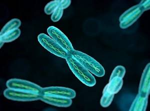 Хромосомы, их строение и функции, Биология