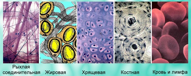 Соединительные ткани и их функции, Биология