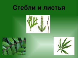 Условия жизни растений
