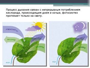 Дыхание и обмен веществ у растений, Биология