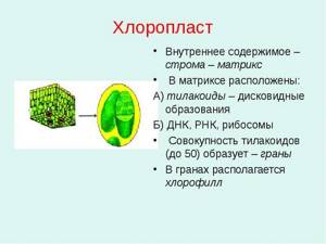 Особенности пластического и энергетического обменов растительной клетки, Биология