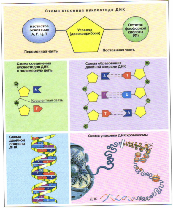 Органические вещества клетки: нуклеиновые кислоты и АТФ, Биология