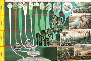 Этапы развития растительного мира, Биология