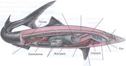 Класс Хрящевые Рыбы. Строение, размножение, разнообразие и значение Хрящевых Рыб. Надотряды: Акулы, Скаты и Химеры