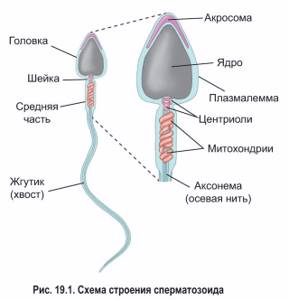 Сперматогенез, Биология