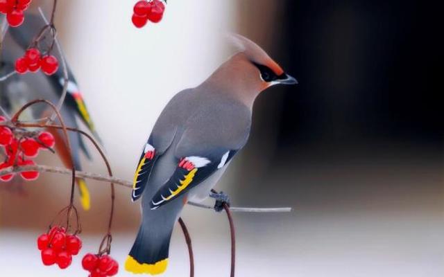 Размножение и развитие птиц, Биология