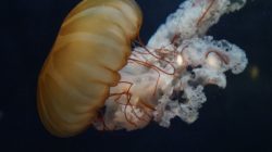 Медузы - что это такое?