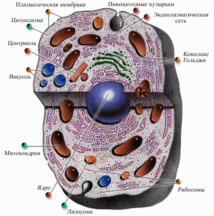 Клеточное строение, Биология