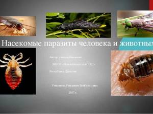 Насекомые – паразиты человека и животных, Биология