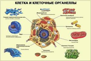 Органный уровень. Многоклеточный организм – интегрированная система